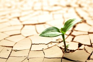 A small green shoot of plant emerging through dry cracked dirt