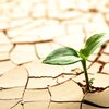 A small green shoot of plant emerging through dry cracked dirt